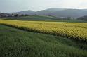 RWT 0275 318-28 France Yellow Fields